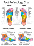 LIVE-IN PERSON 12 CE Hour Foot Reflexology Basics with Advanced Medical Foot Massage