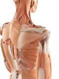 Self-paced Online Home Study 12 CE Advanced Myofascial Deep Tissue