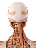 Self-paced Online Home Study 6 CE Advanced Myofascial Deep Tissue: Neck & Back