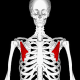 LIVE IN-PERSON 12 CE Hour Trigger Point Therapy & Myofascial Release