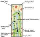 Self-paced Online Homestudy 1 CE Lymphatic Drainage: Tissues & Theory