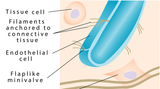 LIVE IN-PERSON 18 CE Hour Full Body Manual Lymphatic Drainage