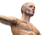 24 CE Hour Manual Lymphatic Drainage Full Body & Facial (Computer-based Live Interactive Webinar)