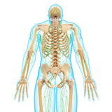 1-Day 6 CE Hour Full Body Lymphatic Drainage Live Interactive Online Add-on