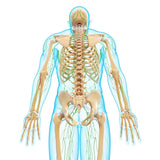 LIVE IN-PERSON 18 CE Hour Full Body Manual Lymphatic Drainage