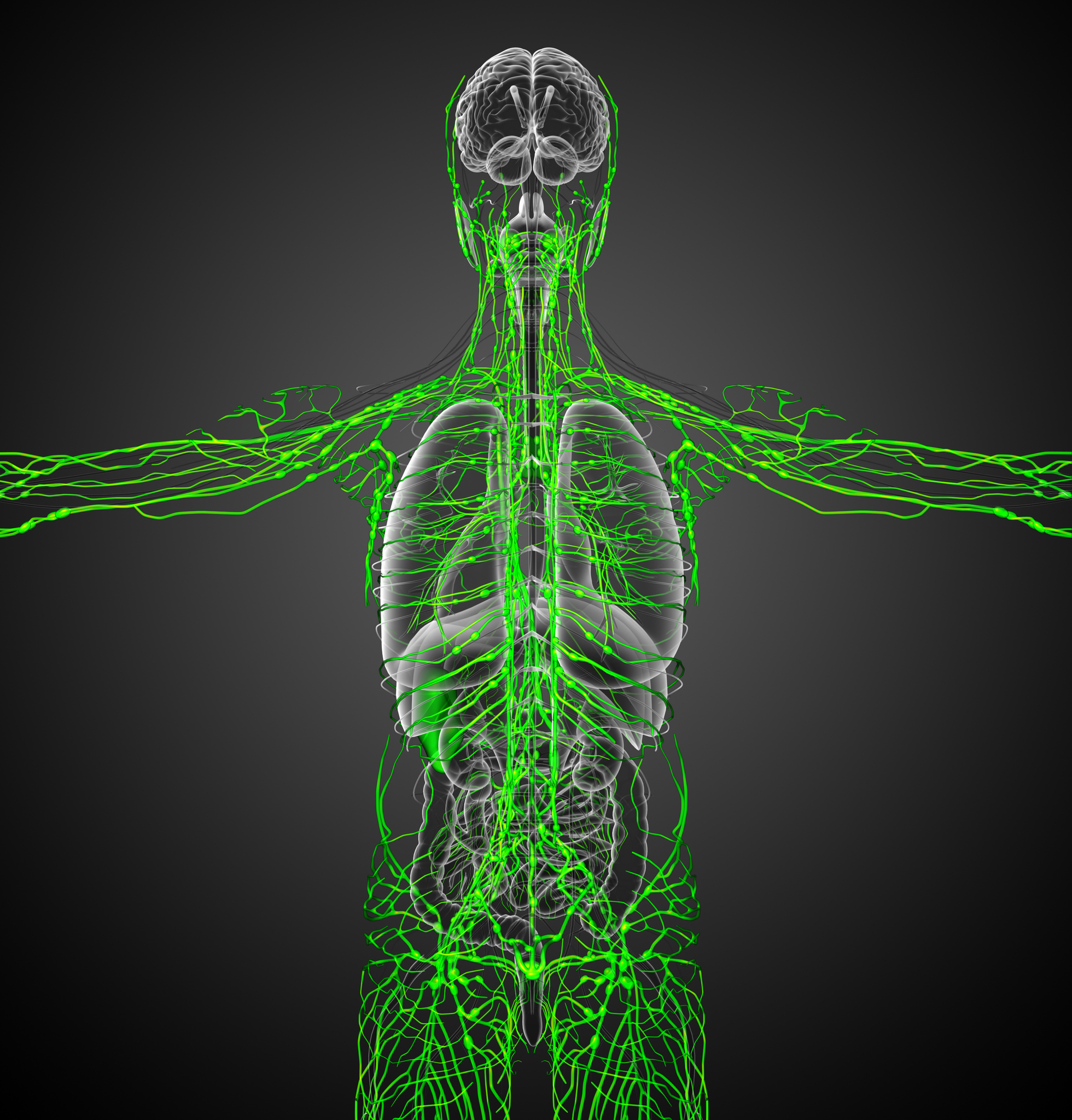 LIVE IN-PERSON 12 CE Hour Manual Lymphatic Drainage Extremities