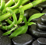 LIVE IN-PERSON 6 CE Hour Hot Stone Massage Basics