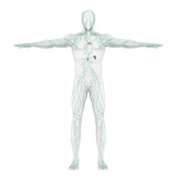 Self-paced Online Home Study 24 CE Hour Manual Lymphatic Drainage Full Body & Facial
