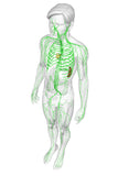 LIVE IN-PERSON 24 CE Hour Manual Lymphatic Drainage Full Body & Facial