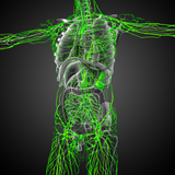 18 CE Hour Full Body Manual Lymphatic Drainage (Computer-based Live Interactive Webinar)