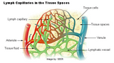 LIVE IN-PERSON 24 CE Hour Manual Lymphatic Drainage Full Body & Facial