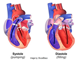 Self-paced Online Home Study 3 CE Bodywork for Cardiovascular Compromised Clients