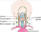 LIVE-IN PERSON 6 CE Hour Lymphatic Facial