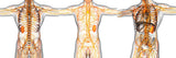 1 CE Hour Lymphatic Drainage: Tissues & Theory Self-paced Online Homestudy