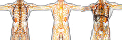 Self-paced Online Homestudy 1 CE Lymphatic Drainage: Tissues & Theory