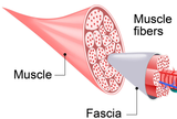 LIVE IN-PERSON CLASS 12 CE Hour Myofascial & Neuromuscular Therapy