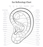 24 CE FL LMT Hybrid Renewal Package LIVE IN-PERSON 12 CE Hour Reflexology: Foot, Hand & Ear + 12 CE Self-paced Home Study