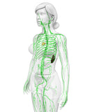 LIVE IN-PERSON 24 CE Hour Manual Lymphatic Drainage Full Body & Facial