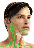 LIVE IN-PERSON 24 CE Hour Manual Lymphatic Drainage Full Body & Facial