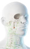 LIVE IN-PERSON 24 CE Hour Manual Lymphatic Drainage Full Body & Facial