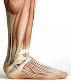 12 CE Foot Reflexology Basics with Advanced Medical Foot Massage