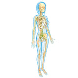 Self-paced Online Home Study 18 CE Hour Full Body Manual Lymphatic Drainage