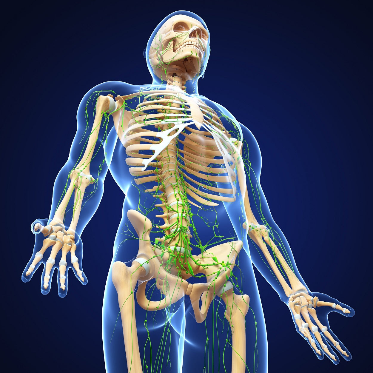 Limf Body 12 CE Hour Lymphatic Drainage Basics & Lymphatic Facial | CE Institute LLC