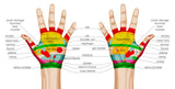 Self-paced Online Home Study 6 CE Hour Hand & Ear Reflexology