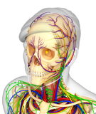 24 CE Hour Manual Lymphatic Drainage Full Body & Facial (Computer-based Live Interactive Webinar)
