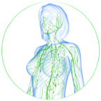 Conceptos Básicos de Drenaje Linfático de 12 horas EC y Facial Linfático