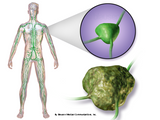 LIVE IN-PERSON 12 CE Hour Manual Lymphatic Drainage Extremities Basics