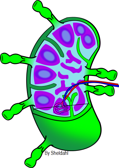 LIVE IN-PERSON 12 CE Hour Manual Lymphatic Drainage Extremities