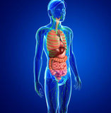 LIVE IN-PERSON 12 CE Hour Manual Lymphatic Drainage Extremities Basics