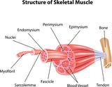 LIVE IN-PERSON 12 CE Hour Trigger Point Therapy & Myofascial Release