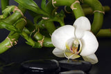 LIVE IN-PERSON 24 CE Hour Advanced Lava Lomi Lomi with Alohatherapy