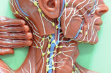 LIVE IN-PERSON 18 CE Hour Full Body Manual Lymphatic Drainage