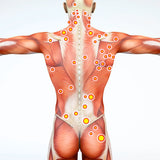 24 CE FL LMT Renewal Home Study Package: Myofascial & Neuromuscular Therapy