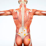 LIVE IN-PERSON 12 CE Hour Trigger Point Therapy & Myofascial Release