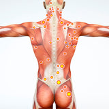 Self-paced Online Home Study 12 CE Hour Trigger Point Therapy & Myofascial Release