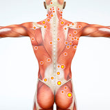 24 CE FL LMT Renewal Home Study Package: Trigger Point Therapy & Myofascial Release