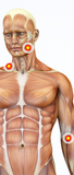 Self-paced Online Home Study 12 CE Trigger Point & Neuromuscular Therapy Basics