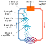 1 CE Hour Lymphatic Drainage: Tissues & Theory Self-paced Online Homestudy